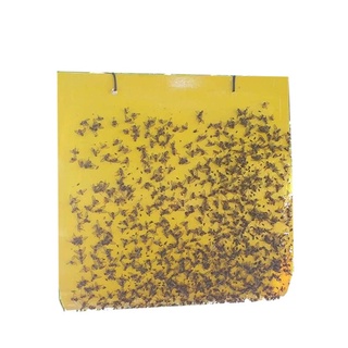 Set 10 Miếng dán bẫy ruồi vàng