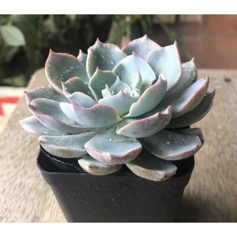 Sen đá Hồng Phấn Nhỏ Siêu Dễ Thương | BigBuy360 - bigbuy360.vn