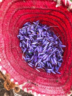Saffron Taliouin