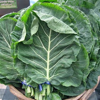 Hạt giống Cải Rổ TN - 56