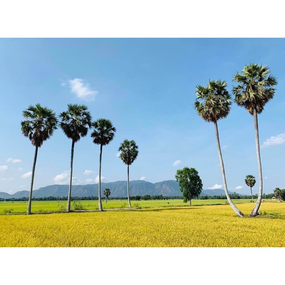 Đường Thốt Nốt 5kg