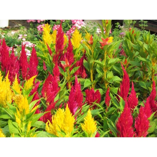 Hạt giống mào gà đuôi công( tặng kèm phân bón và kích mầm)