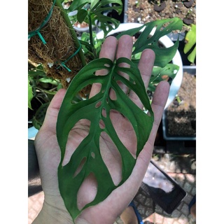 Cây lá lỗ đột biến adansonii var adansonii