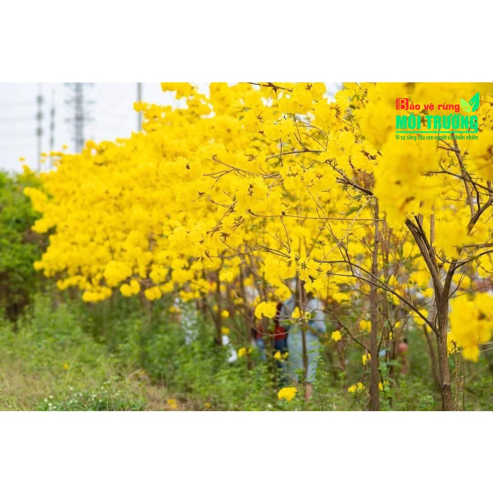 cây phong linh tím, cây đẹp hoa cực đẹp nguyên bầu
