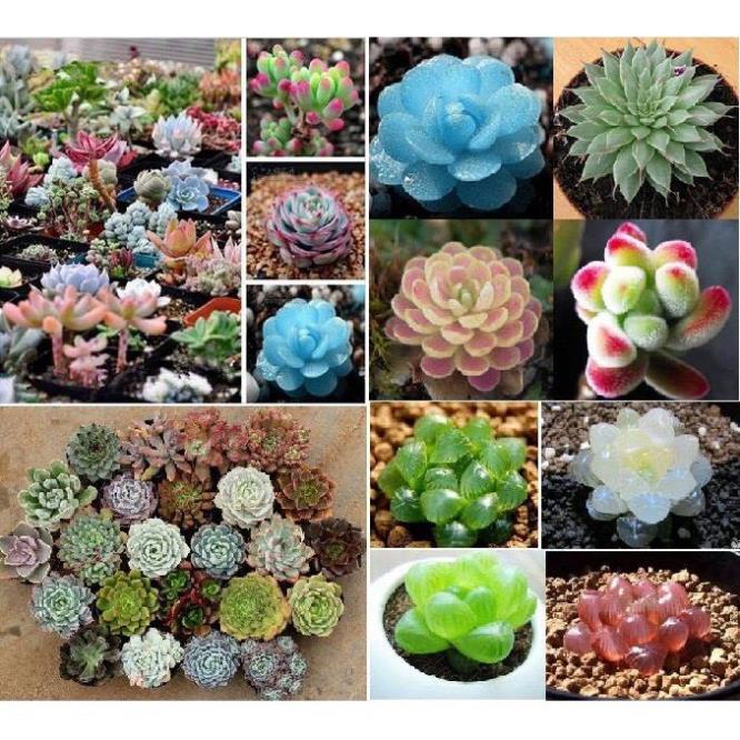 Hạt giống hoa sen đá nhiều màu - 20 hạt/gói