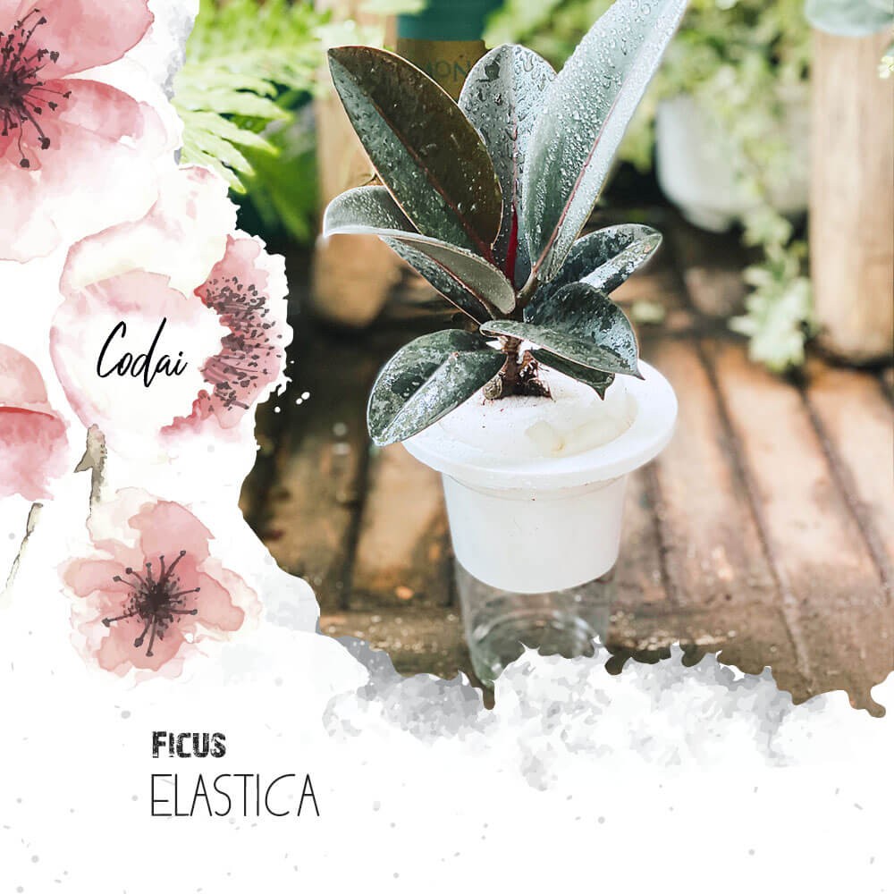 Cây Ficus elastica (Cây Đa búp đỏ) kèm chậu thuỷ canh 2 lớp không đất, không cần tưới