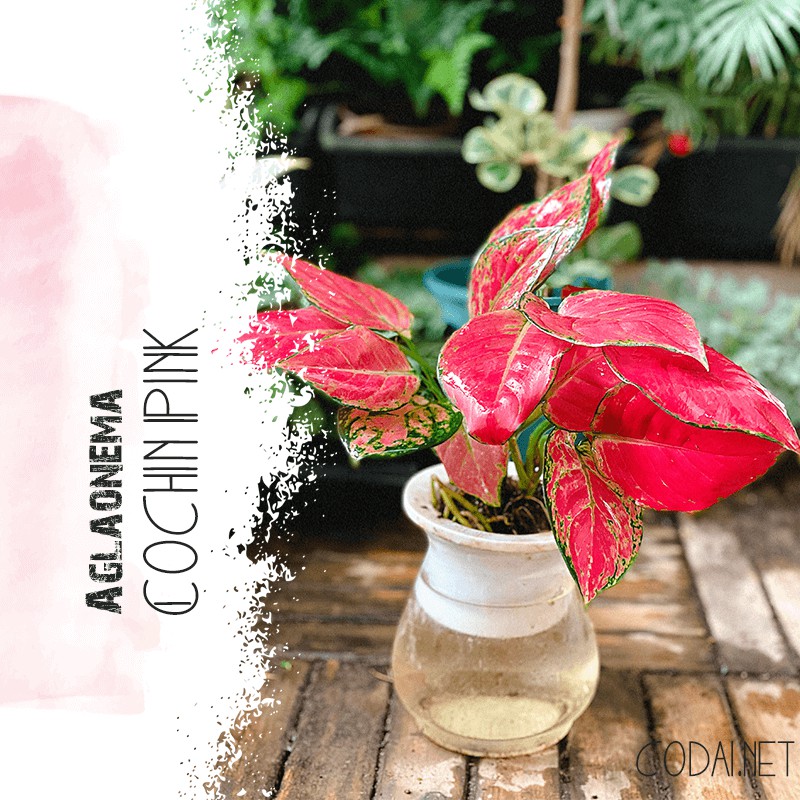 Cây Aglaonema Cochin Pink (Như Ý Hoàng Hậu Cochin Pink) kèm chậu thuỷ canh 2 lớp không cần tưới