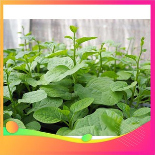 Gói 100gr hạt giống Mồng Tơi Cao Sản UY TÍN, GIÁ RẺ, CHẤT LƯỢNG BÀ CON AN TÂM ƯƠM MẦM