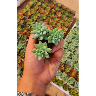 Combo 10 Cây Sen Đá Mini Đủ Loại Siêu Đẹp❤️❤️