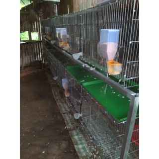 Máng ăn tự động 29k/cái
