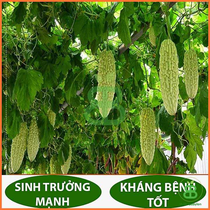 Hạt Giống Khổ Qua Xanh Cao Sản 2G Siêu Trái, Thanh Nhiệt