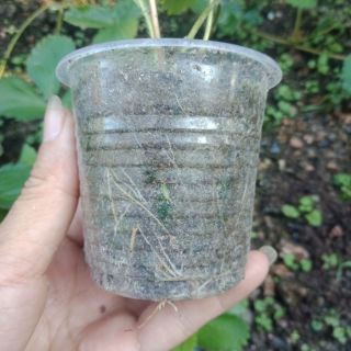 Cây giống dâu tây chịu nhiệt