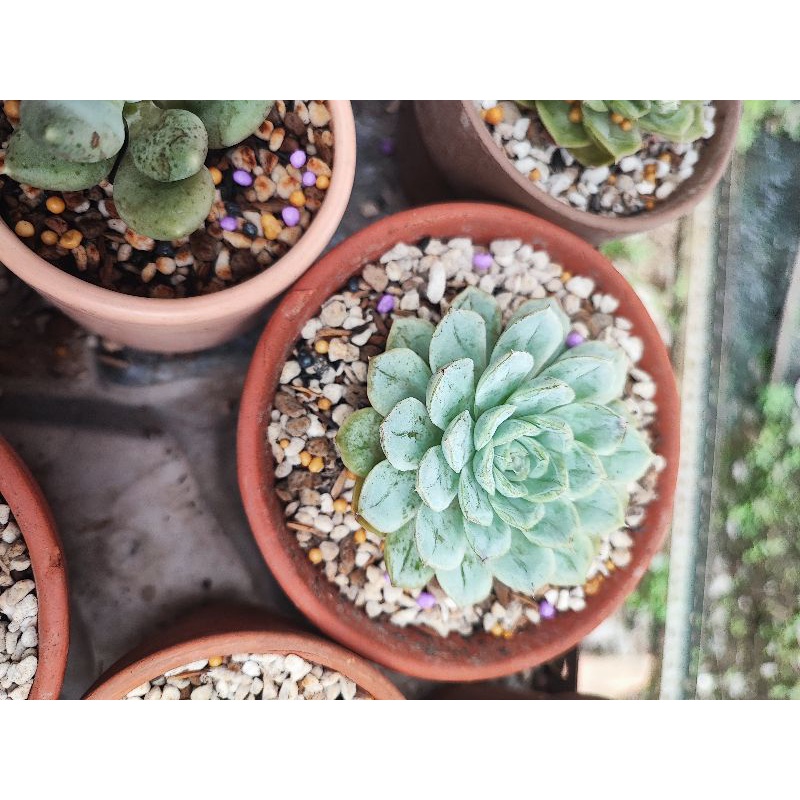 Sen đá kèm chậu như hình