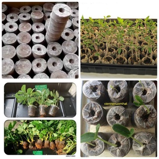 Combo 10 viên nén sơ dừa- ươm hạt, trồng cây
