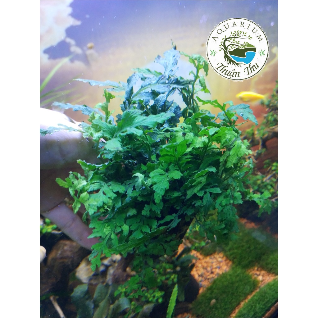 Dương Xỉ Châu Phi_Dương xỉ Châu Phi Mini trang trí bể thủy sinh, biotop, bán cạn