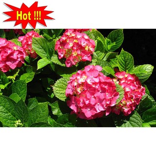 Hạt giống Cẩm tú cầu mix (10 hạt)
