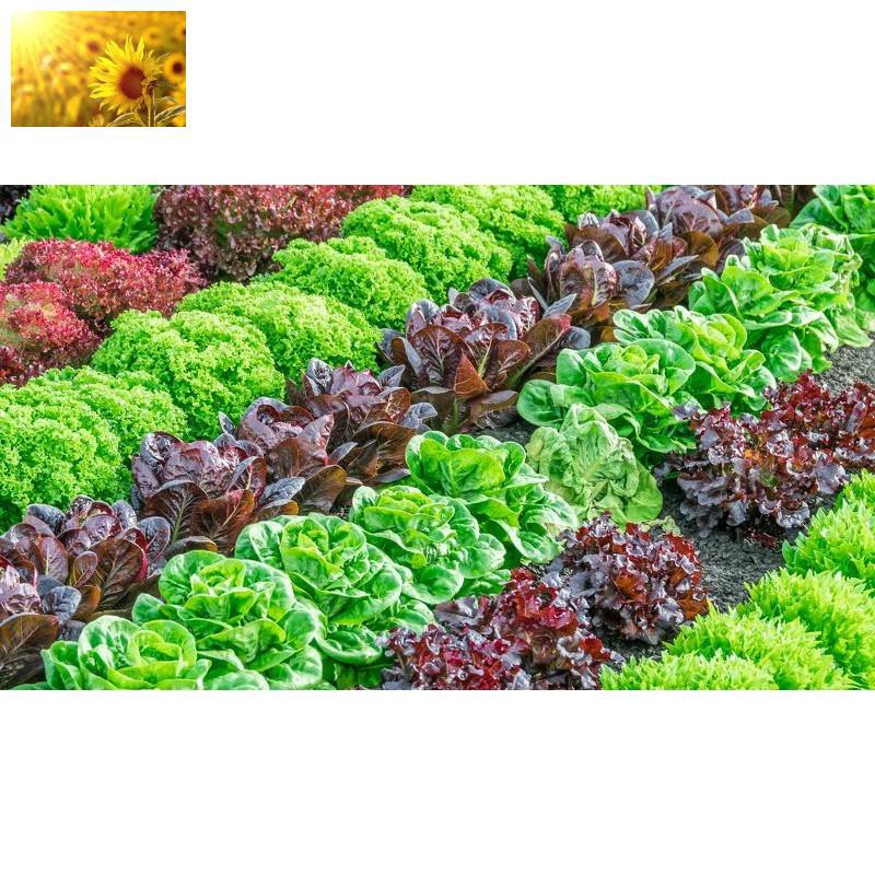 Hạt Giống Rau Xà Lách Romaine Đỏ Chịu Nhiệt  - Giàu Dinh Dưỡng, Năng Suất Cao - MUA 3 TẶNG 1 CÙNG LOẠI