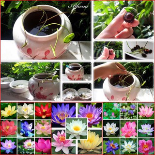 [RẺ VÔ ĐỊCH] HẠT GIỐNG SEN MINI NHẬT (ĐÃ CẮT ĐẦU)