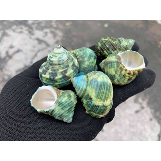 VỎ FULL ỐC DỖ XANH SIZE 3-4cm - VỎ ỐC VỖ XANH - MẶT TRĂNG XANH - XÀ CỪ XANH. Trang trí nhà cửa
