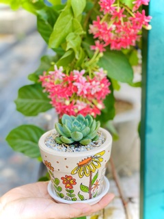 Chậu sen đá trung hình vẽ dễ thương