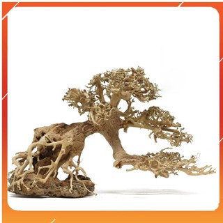 Lũa Bonsai mini cho bể cá thủy sinh