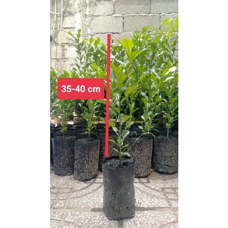 Cây Chúc 35-40cm ( Chanh Thái Lá số 8) - An Giang