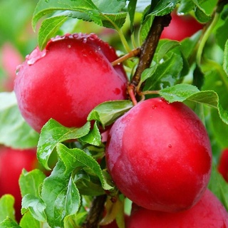 Cây Mận Đỏ Mỹ