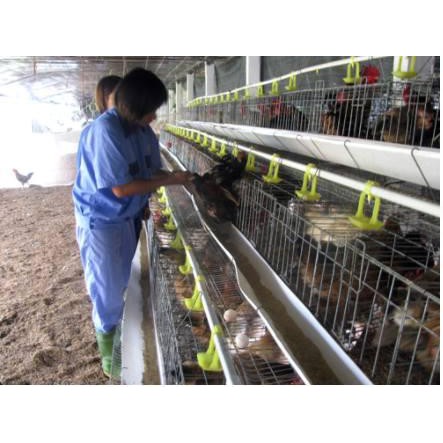 Súng phối tinh cho gà 2cc, súng bắn tinh cho gà 2ml