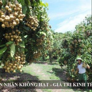 Cây giống nhãn không hạt