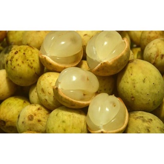 Cây giống bòn bon Thái
