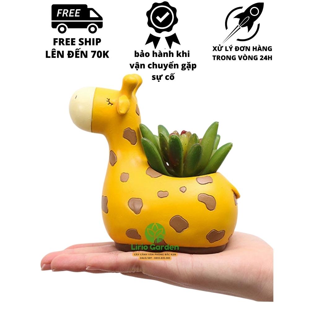 [ Quà Tặng Kèm ] chậu cây hưu cao cổ