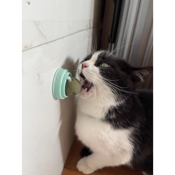 Viên Cỏ Bạc Hà Gắn Tường Giảm Stress Cho Mèo