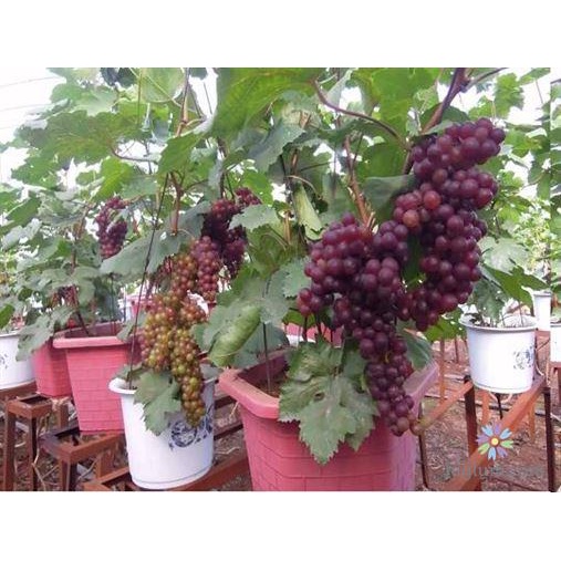 Hạt giống nho lùn (tặng kèm phân)