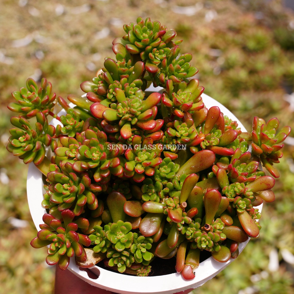 Sen đá Sedum kẹo chậu lớn 15cm, GLASS GARDENHàng sen đá Đà Lạt, Lỗi 1 đổi 1