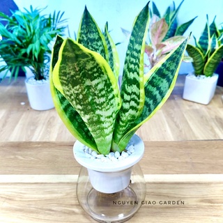 Cây lưỡi hổ thủy sinh, cây phong thủy thanh lọc không khí