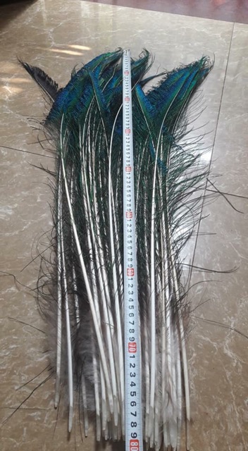 Lông công dài 1m tự nhiên 100% MẮT ĐẠI | BigBuy360 - bigbuy360.vn