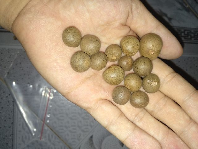 HẠT GIỐNG HOA TRÀ MY NHẬT GIÁ SẬP SÀN