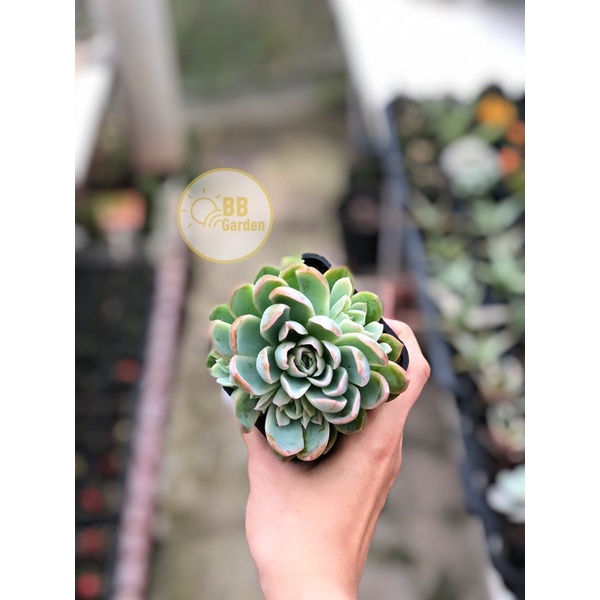 SEN ĐÁ GIỐNG MỚI