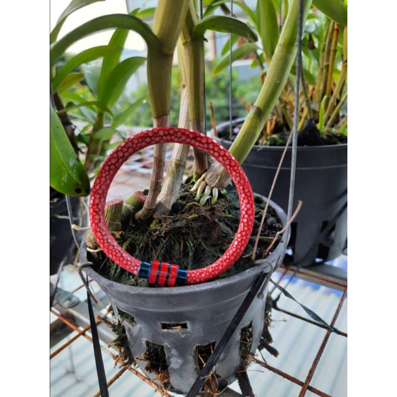 Vòng tay cá đuối