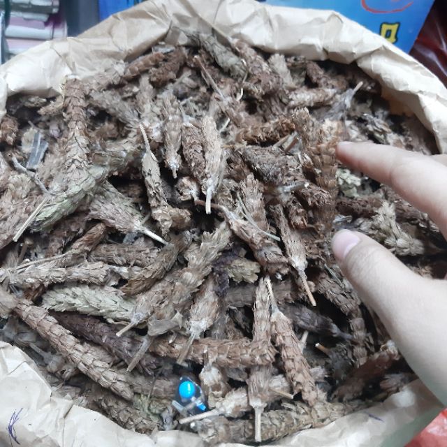 HẠ KHÔ THẢO dược liệu quý