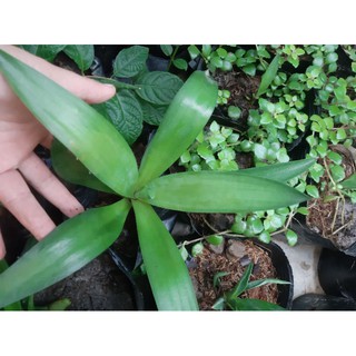 cây giống ngọc giá.(cây giữ tiền)