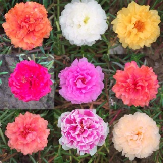 Hoa mười giờ đủ màu