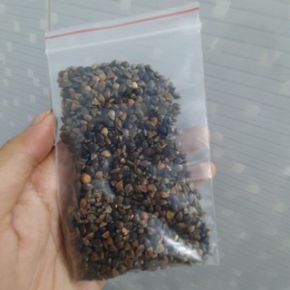 Hạt ba khía ăn dặm cho hamster