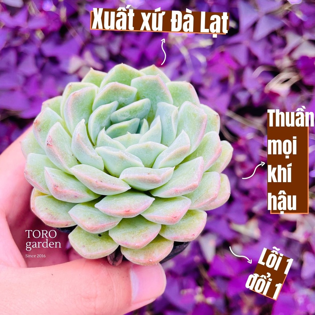 SEN ĐÁ THANH CÚC ĐÀ LẠT SIZE BÉ, SIÊU KHOẺ ĐẸP, THUẦN MỌI KHÍ HẬU, HƯ 1 ĐỔI 1