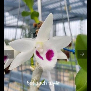 Cốc phi điệp 5 cánh trắng Bạch tuyết (5ct)- hàng gieo hạt - hoa xổ số - hoa siêu đẹp giá rẻ