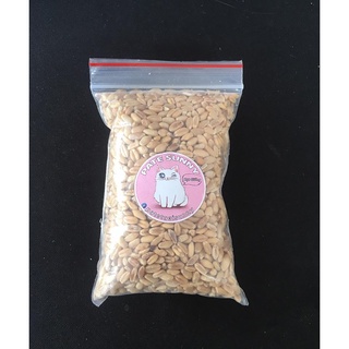 Hạt giống cỏ lúa mạch cho chó mèo 40g