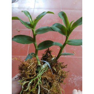 Kie phi điệp 5 cánh tím phú thọ