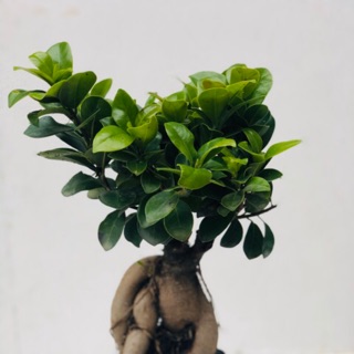 Mua Cây bonsai si nhật