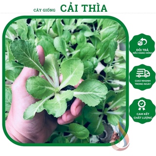 Combo 5 cây rau giống Cải Thìa