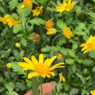 Bầu cây cúc thân gỗ